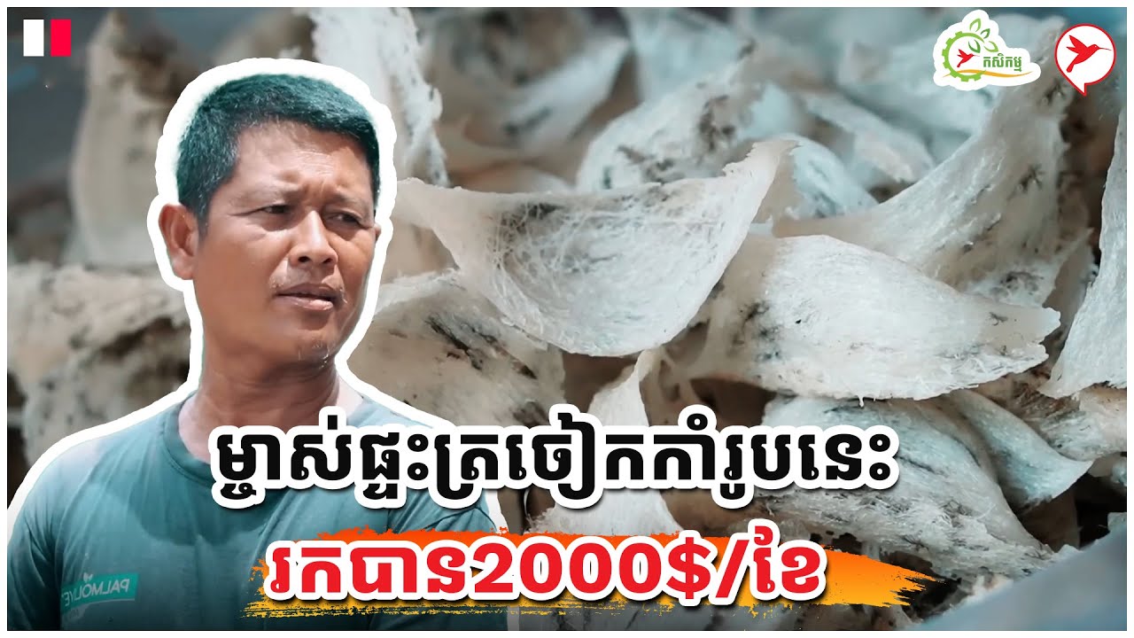 ម្ចាស់ផ្ទះត្រចៀកកាំរូបនេះ រកបាន2000$/ខែ | កម្មវិធីកសិកម្ម