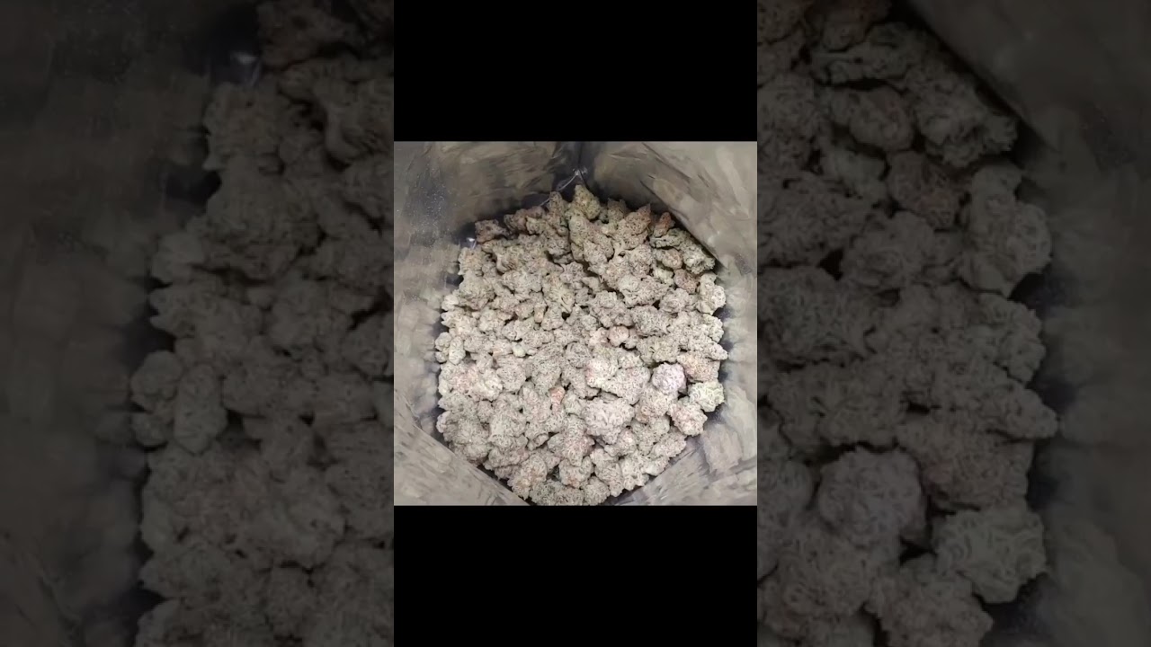 WAIT FOR IT…! 🫶🏼 Repost from • Supertron Bred by Grown organically under Spyder 2p’s with