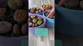 Lithops Watering Tips by ADA GARDEN