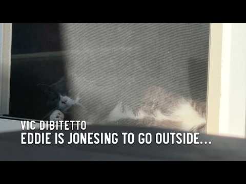 Eddie is jonesing to go outside…