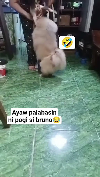 Ganito si pogi ka sweet kay bruno #catdogfriendship#pekingeselove#shortvideo