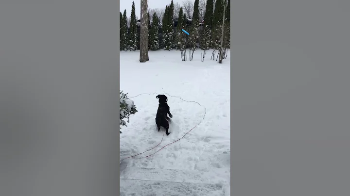 Cali playing frisbee