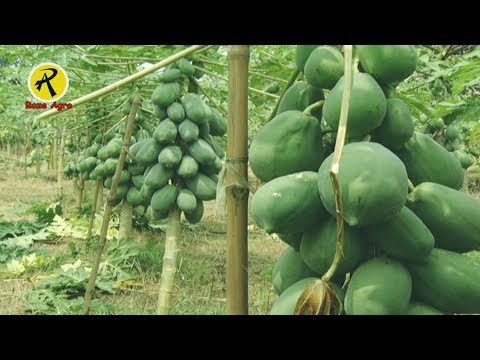 ভিডিও: হলি ঝোপের নীচে রোপণ করা: এমন গাছপালা আছে যা হোলির নীচে জন্মাবে?