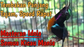 Tembakan Variasi Panjang dan Tajam Kolibri Ninja Juara Speed Super Rapat