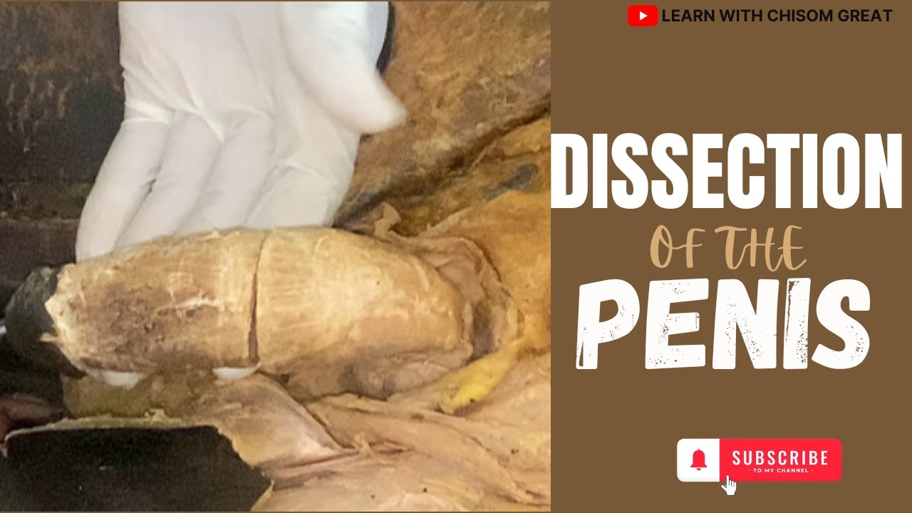 ANATOMY || DISSECTION OF THE PENIS - YouTube