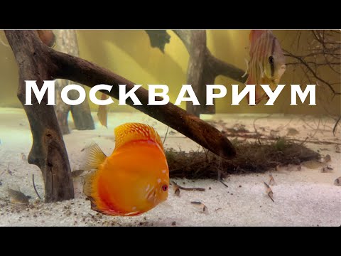 Москвариум. Moskvarium.