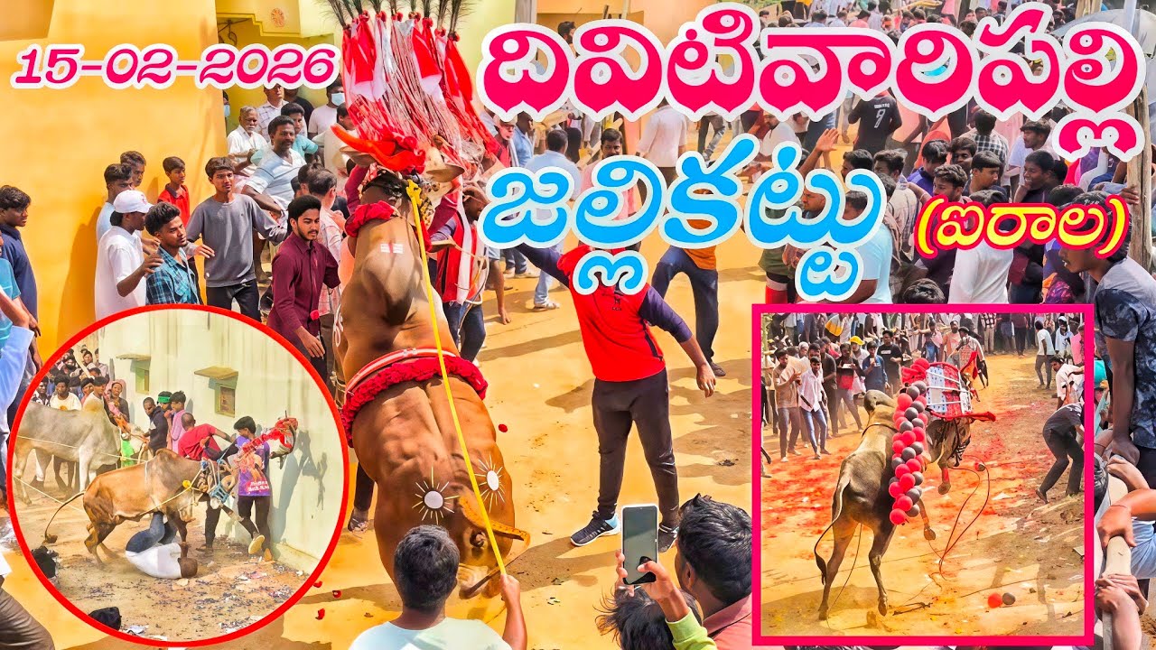 దివిటివారిపల్లి( ఐరాల )పశువుల పండుగ🔥🔥|15-02-2026|Divitivaaripalli jallikattu#మహాశివరాత్రి సందర్భంగా😍