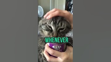 Cat Nip 🤗🤣🤪 #Cat #Hilarious #Funny #LOL #HaHaHa #FunnyPets #CatNip #Crazy #Meme #Animal #Claws