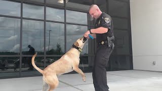 Greene County Sheriff's 'Therapy Dog Supreme'