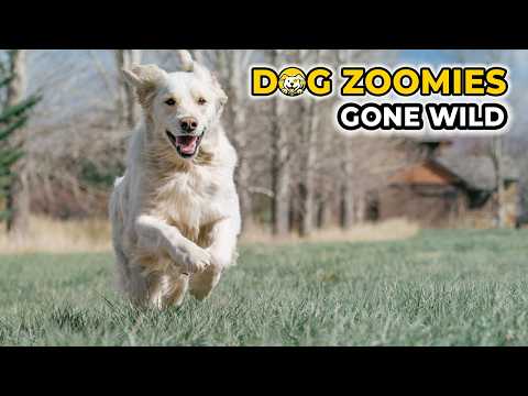 Dog Zoomies Gone Wild 🐶 Funny Dog Videos