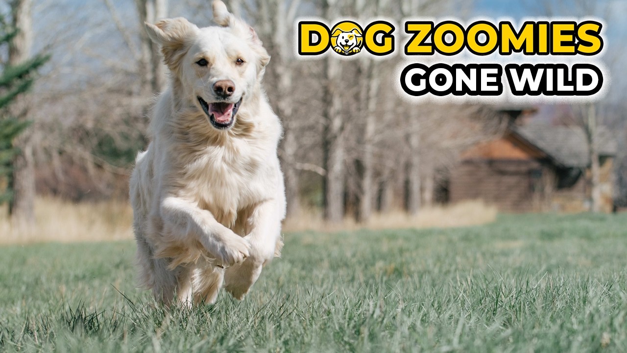 Dog Zoomies Gone Wild 🐶 Funny Dog Videos