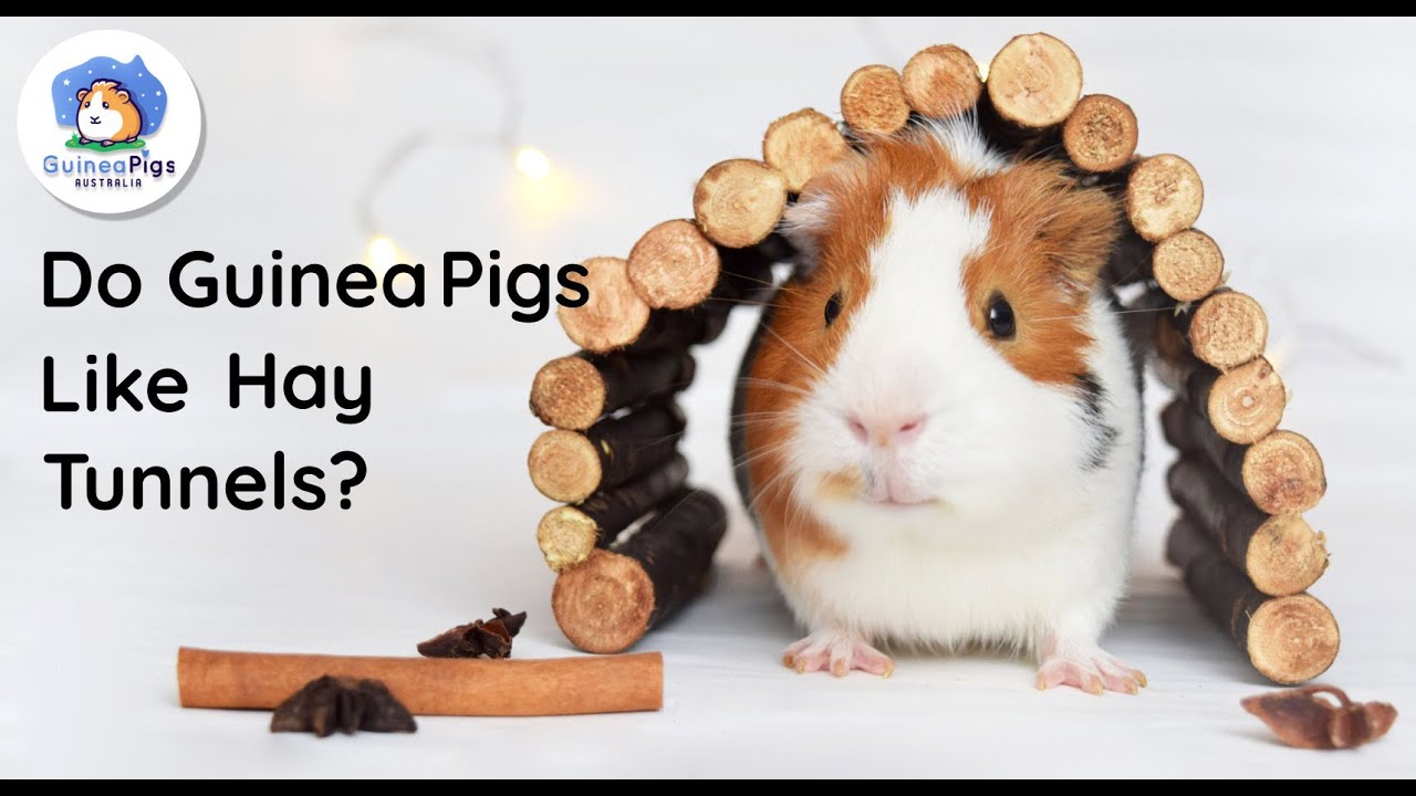 hay tunnel for guinea pigs