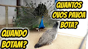 Qual é a época da pavoa botar?