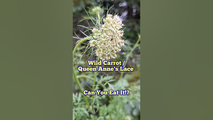 Vild morot / Queen Anne's Lace Kan du äta det!? Vild ätbar blomma