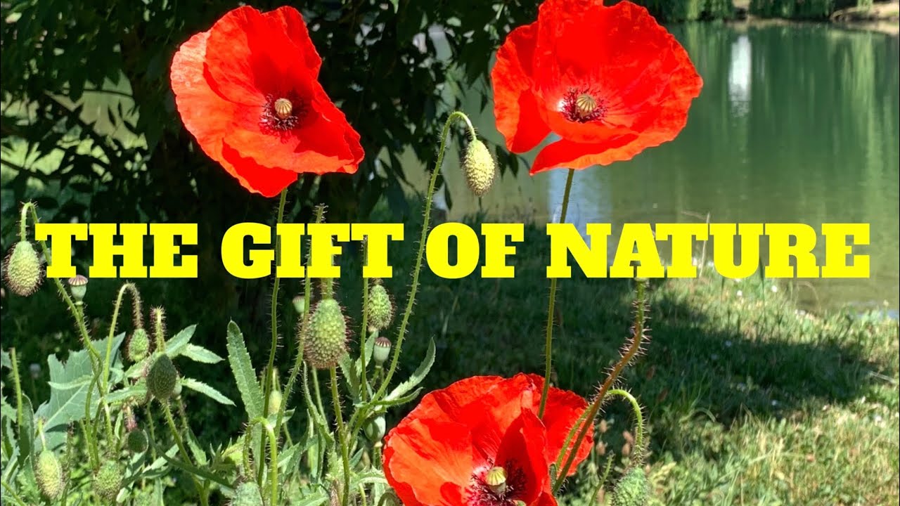 The GIFT OF NATURERight On Our Doorstep YouTube