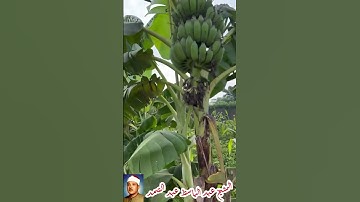 #عبد_الباسط_عبد_الصمد #المنشاوي_عبد_الباسط_عبد_الصمد_تلاوه_خاشعة #قران_كريم #quran