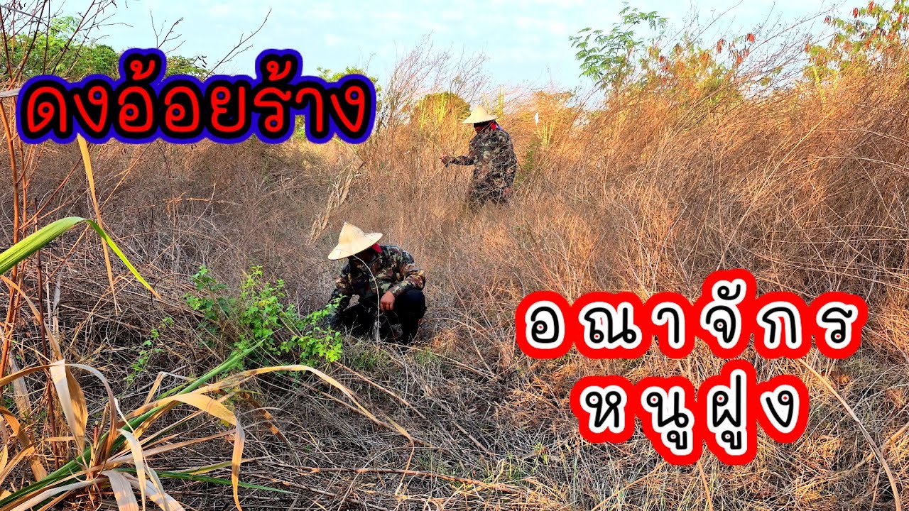 ดักหนูหน้าแล้งในดงอ้อยต้องเหยื่อที่เด็ดสูตรนี้