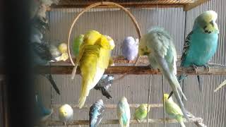 Cute Budgies, Rainbow Colors, and Sweet Sounds Creating the Perfect Bird Hobby Experience