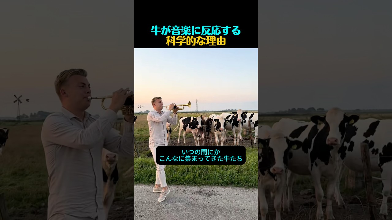 ジャズを流すと、牛が集まるのはなぜ?