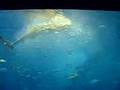 World Largest Fish Okinawa Churaumi Aquarium Whale Shark