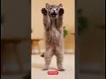 Suara kucing imut yang lucu meow mirip motor balap #kucing #kucinglucu #kucingimut