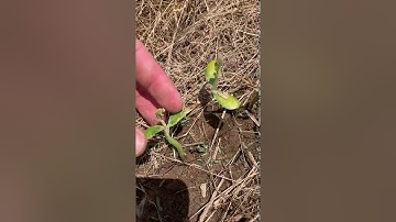 Soybean Emergence and Common Problems