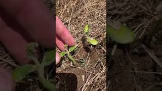 Soybean Emergence and Common Problems