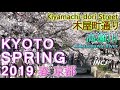 Cherry Blossoms in Kyoto - Kiyamachi-dori Street - Spring 2019 春 桜 京都 木屋町通り 高瀬川