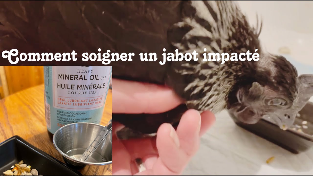 Épisode 35 Jabot impacté et prolapsus cloacal chez poule et canard
