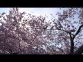 #2 - Весна в Америке (Cherry Blossom in Washington DC)