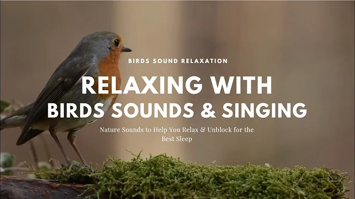 Birds Chirping and Singing in Rain, Relaxation, Meditation, Nature Sounds #birds #birdsounds