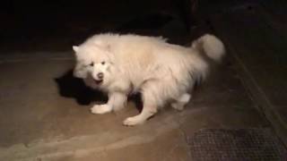 Slow motion spinning Samoyed on ice by kleeoak 2,570 views 7 years ago 58 seconds