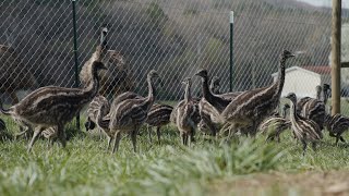 Gum Creek Emus