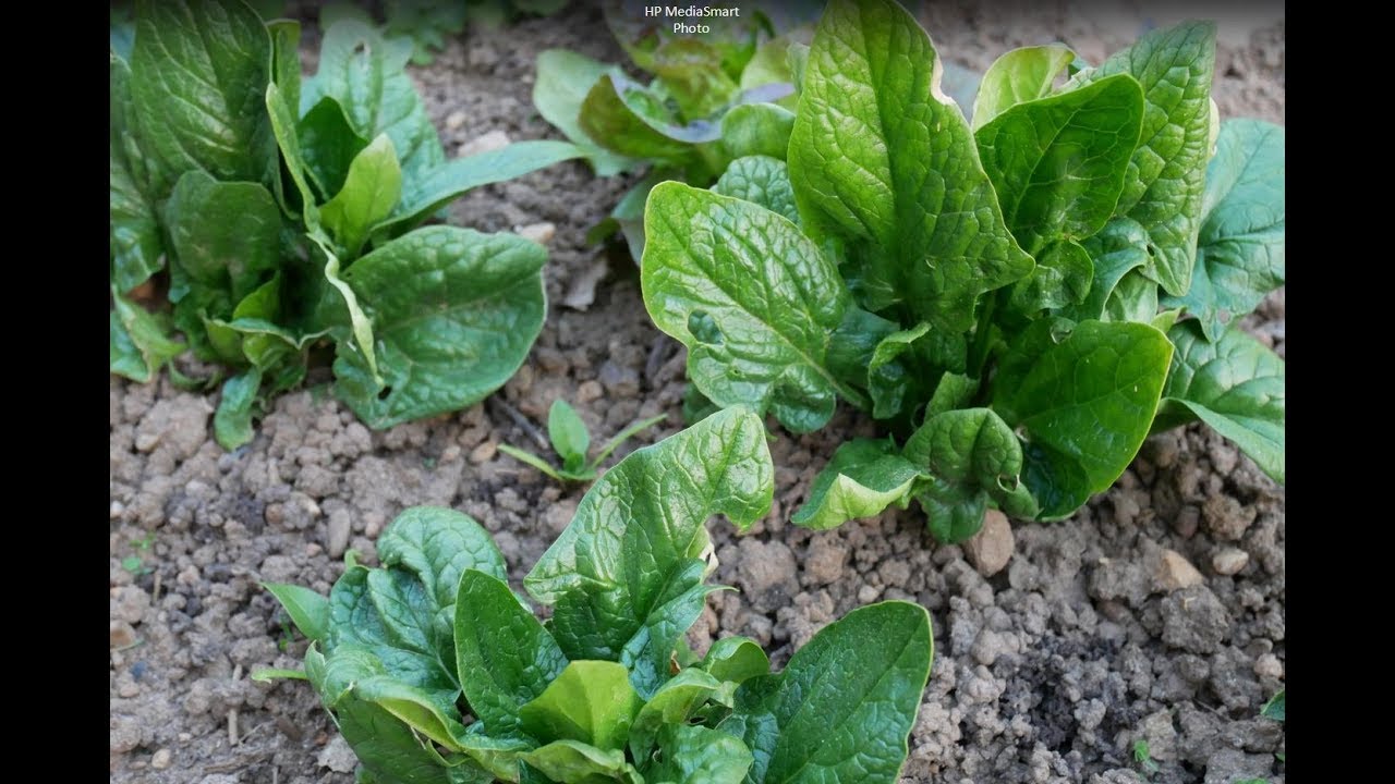 Tour du potager fin mars, suivi des semis et recette tarte aux épinards