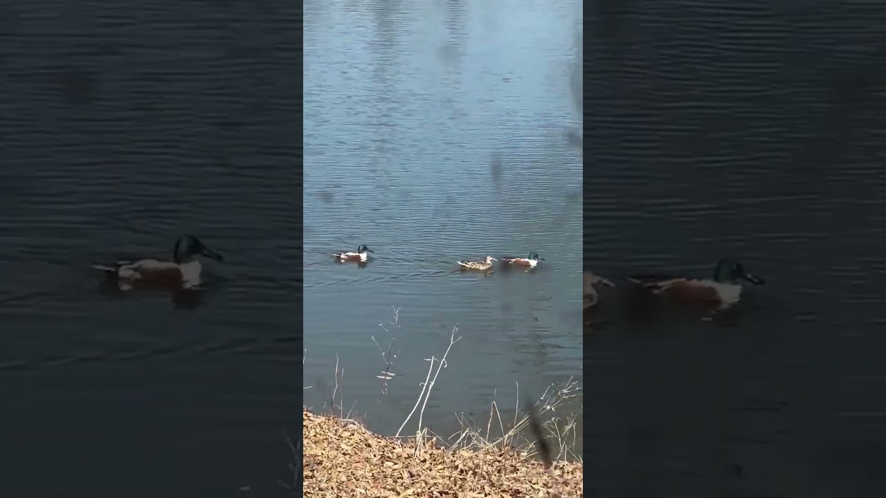 Northern Shovelers