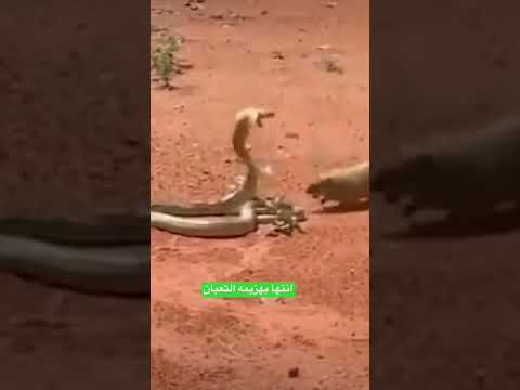 عندما تلتقي الثعبان الوبر شاهد