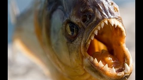 piranh.io(EAT THE CHILDREN!)|ep 1