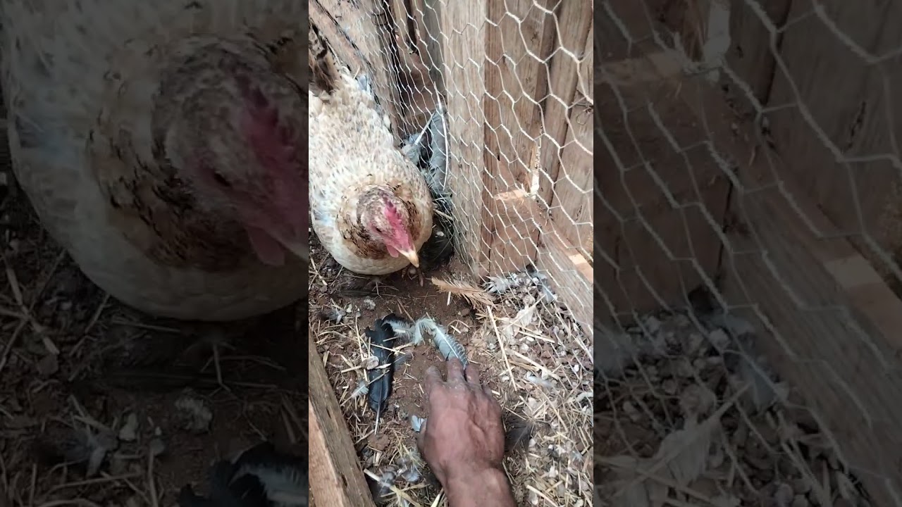 الحرب من أجل اخد البيض من تحت الدجاجة💪🥚🥚🥚🥚🥚🥚