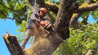 The Big Tree Wasn’t the Hardest Part…
