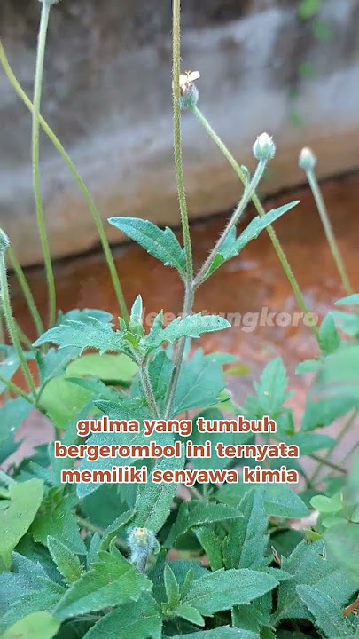 manfaat tumbuhan songgo langit #shorts