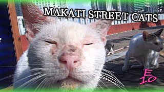 Feeding Street Cats in Makati City Philippines