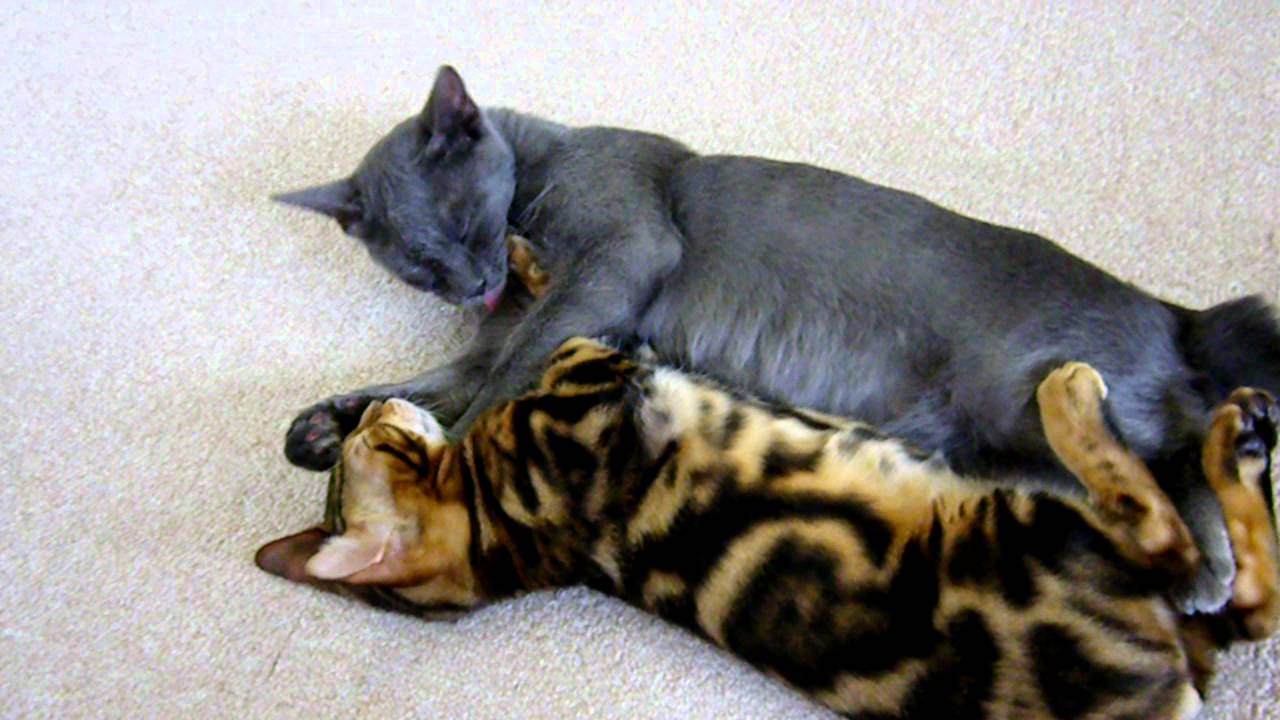 並んで寝るベンガルと雑種の子猫 Youtube