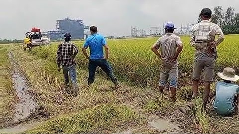 Bắt Chuột Bắt Rắn Theo Máy Cắt Lúa Vui Như Ngày Tết | Ẩm Thực Song Phụng