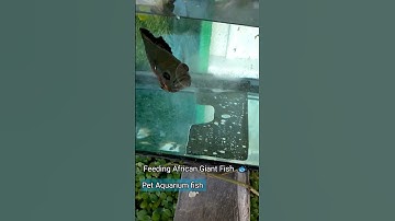 Nuôi Cá Tai Tượng Châu Phi/Feeding African Giant Fish #aquarium #fish #pet