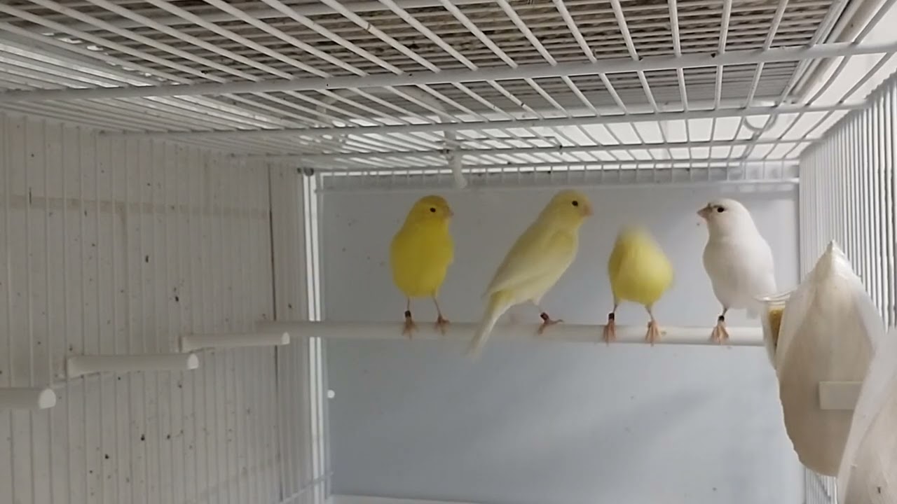 Canarini: consigli utili!!!