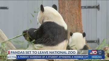 NBC 10 News Today: Pandas Leaving National Zoo