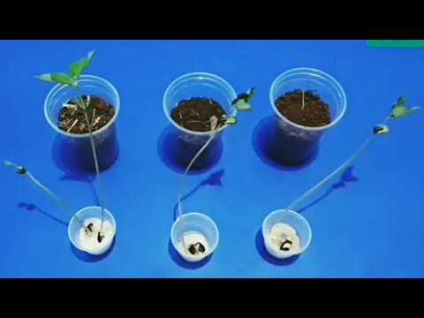 Vídeo: Cultivando Feijão Em Recipientes: Como Cuidar de Plantas de Feijão em Vasos