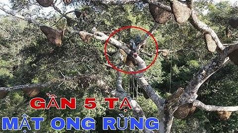 KHAI THÁC GẦN 5 TẠ MẬT ONG RỪNG TRÊN CÂY ĐA CỔ THỤ !