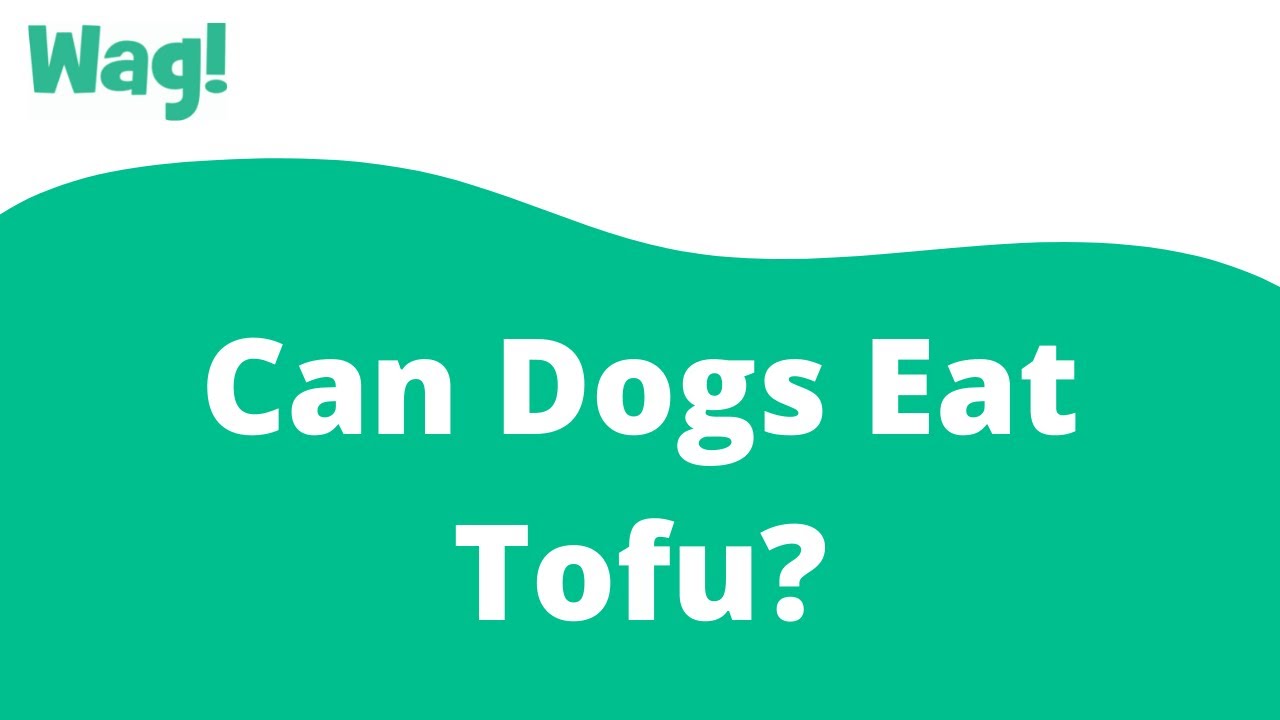 can dogs and cats eat tofu