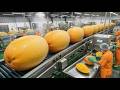 The Mango Factory: How Fresh Mangoes Are Frozen at -35°C